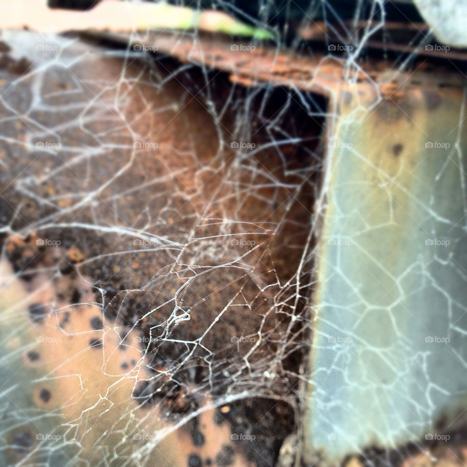 nature metal web spiderweb by pnavasca