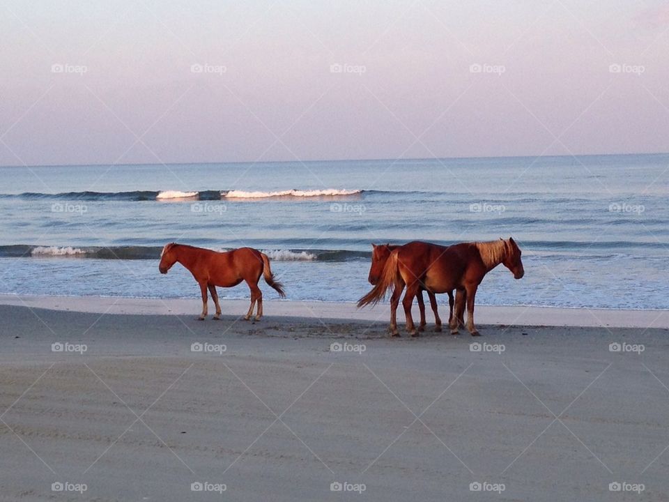 Corolla Beach wild horses