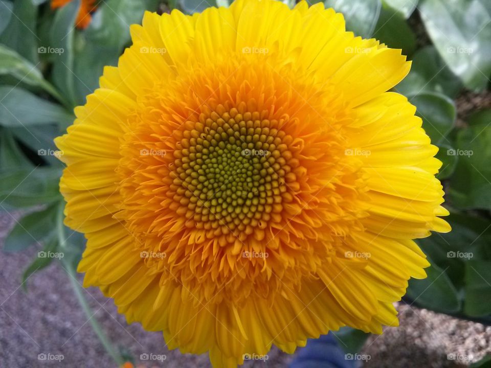 yellow calendula flower