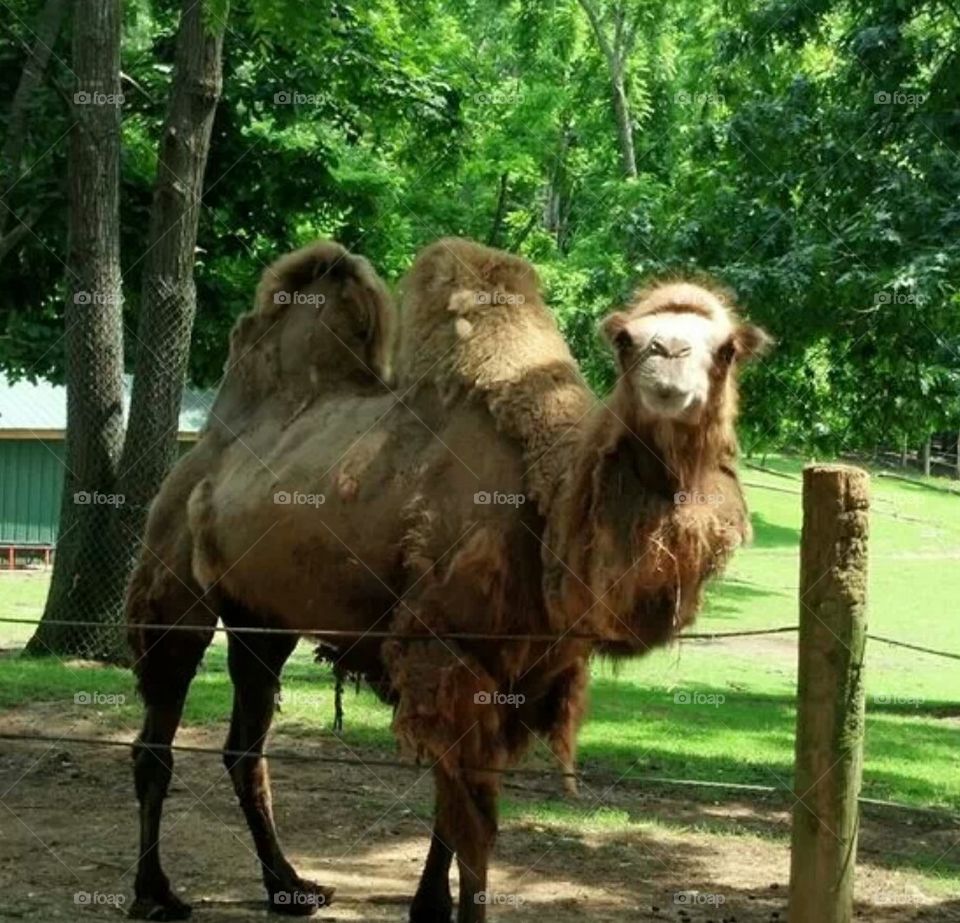 dromedary camel