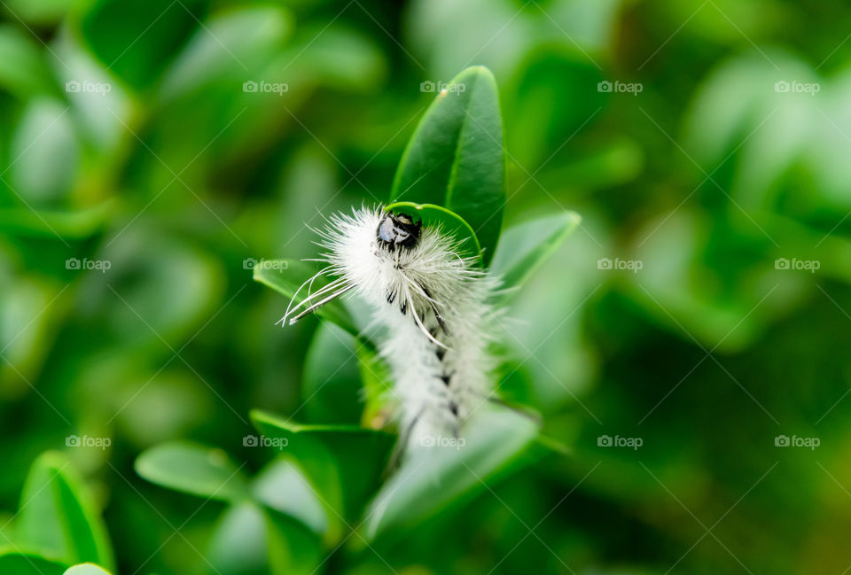 A beautiful caterpillar with an incredible macro composition with leaves in the background. One of my favorite macro shots that i’ve taken. 