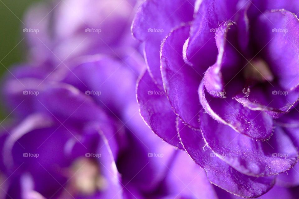 Purple Flowers 