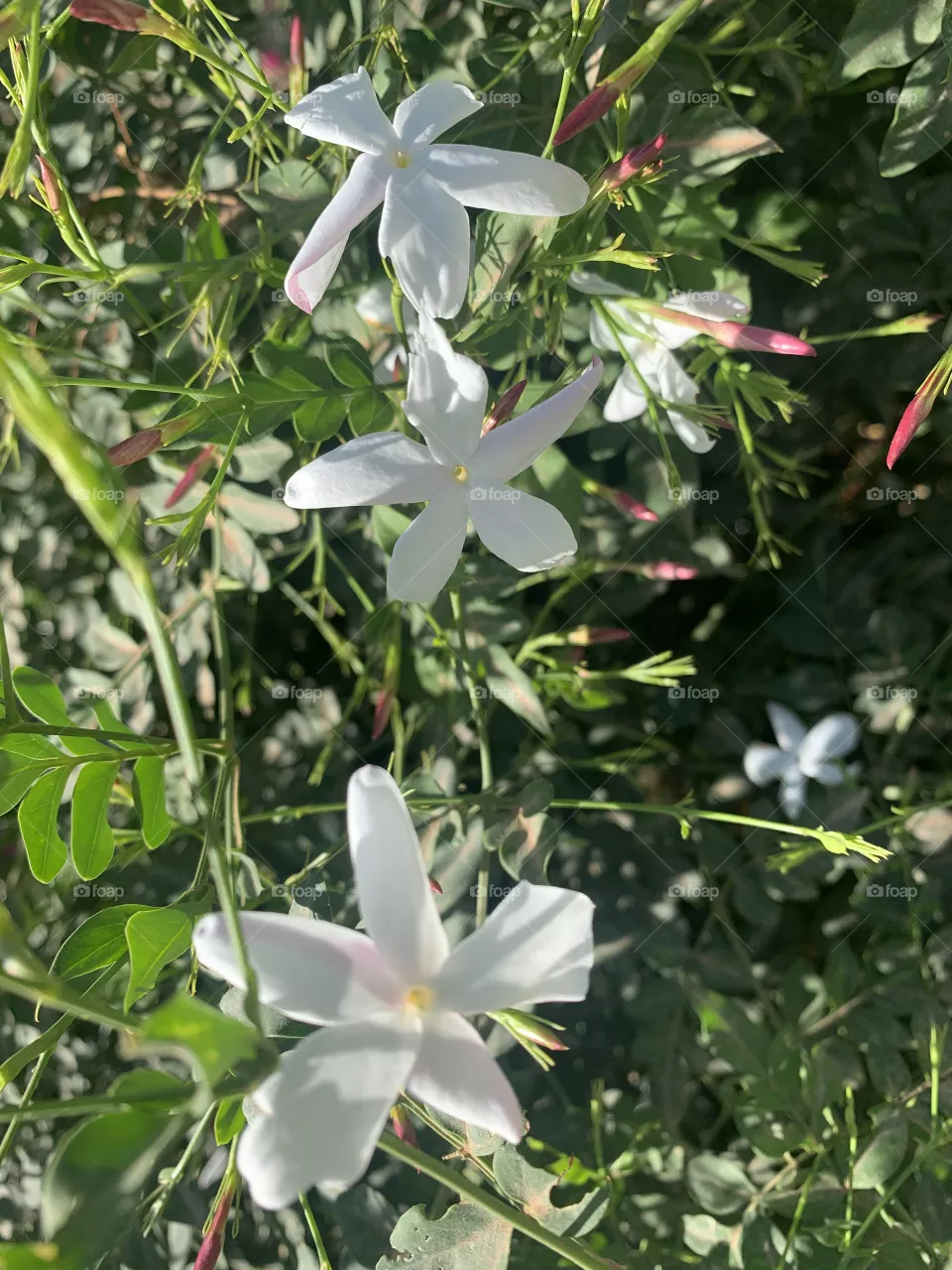 Jasmine
