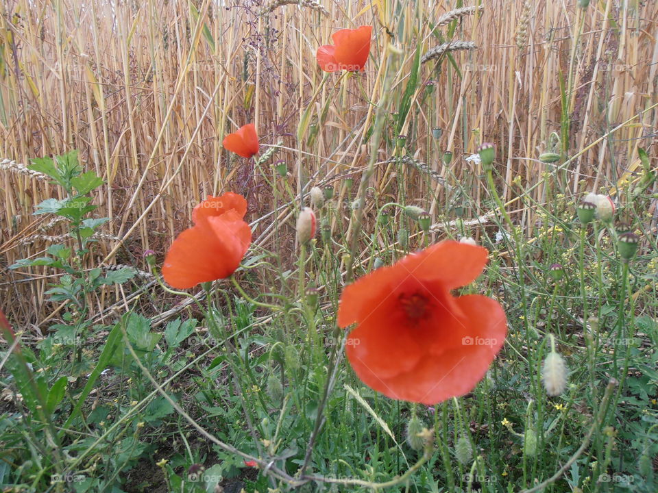 Red Wild Poppys