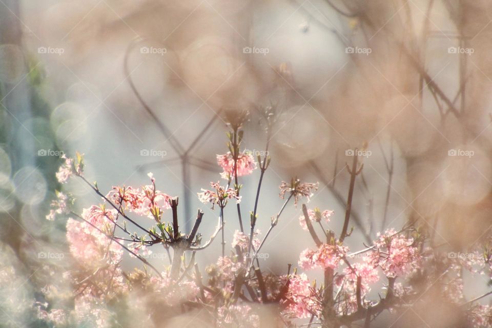 A pink flowering bush with fresh green small leaves in spring photographed through a gap in a hedge with old autumn leaves