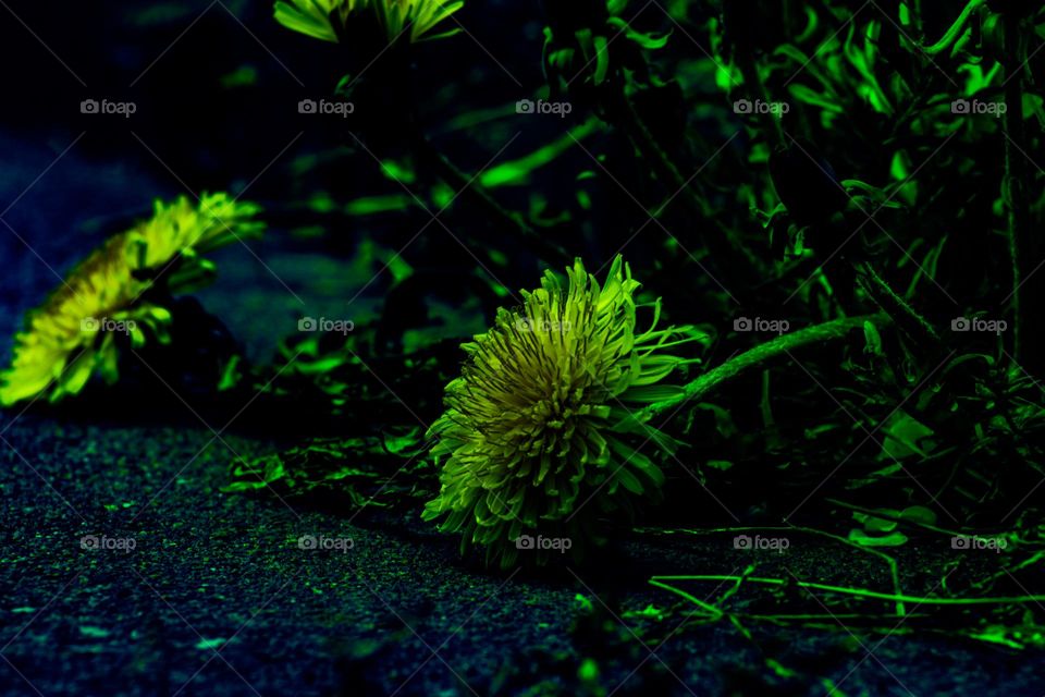 fallen flower resting on the sidewalk