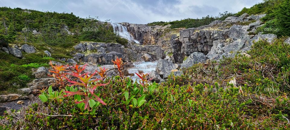 Plants growing along the waterfalls in the Canadian North