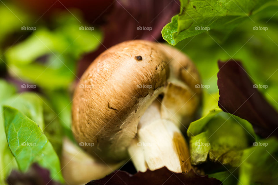 Portobello Mushroom