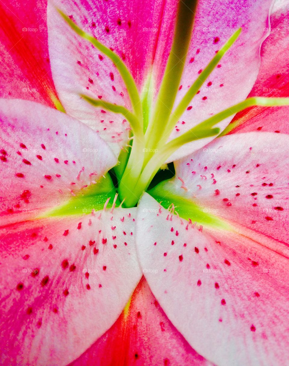 Extreme close up of lilium flower