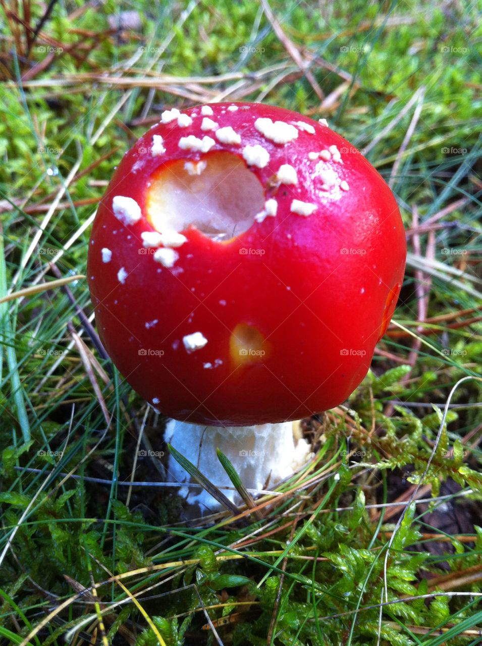 autumn skog röd mushroom by ingalena