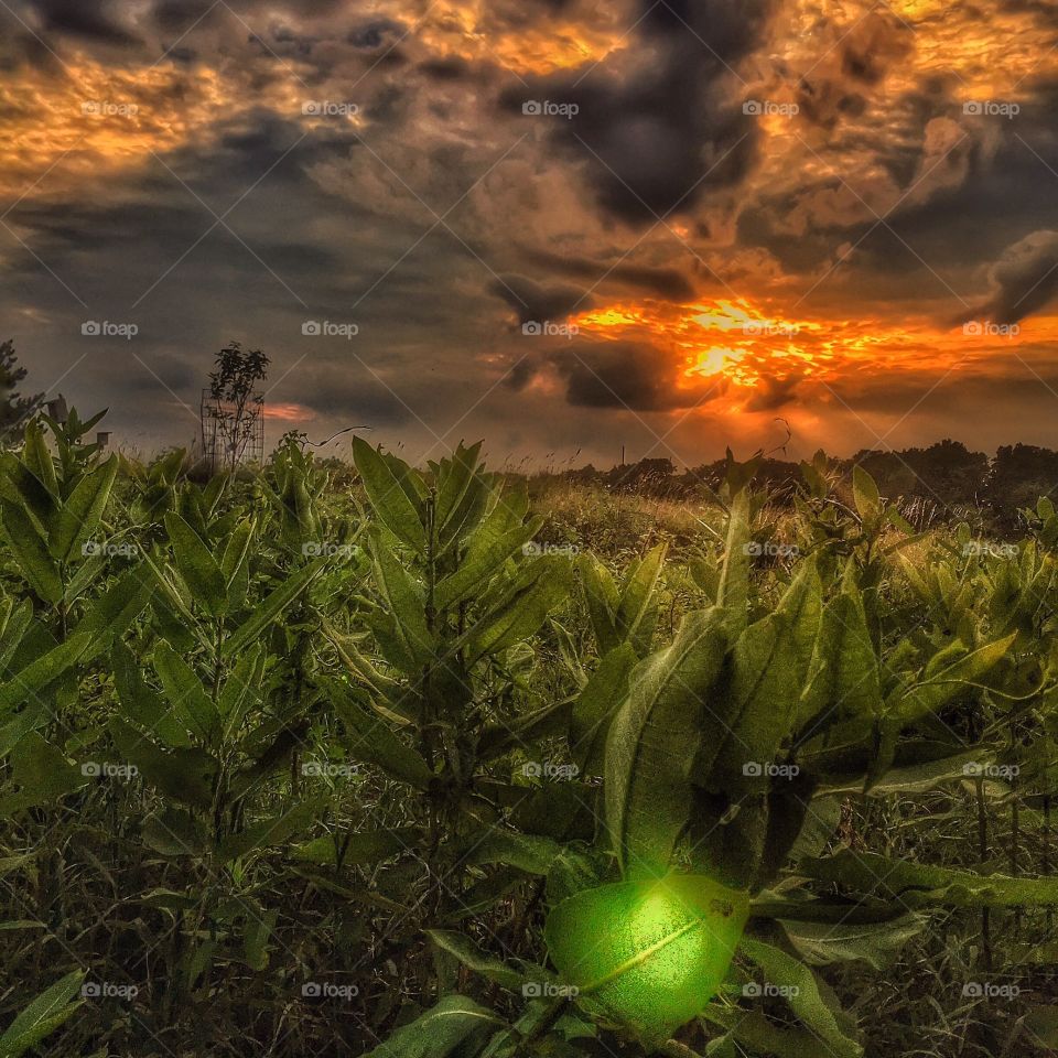 Sunset over wild vegetation. . A sunset on a cloudy day over wild vegetables. 