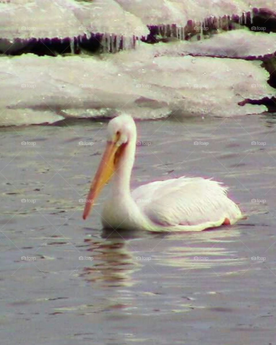 The Great White Pelican