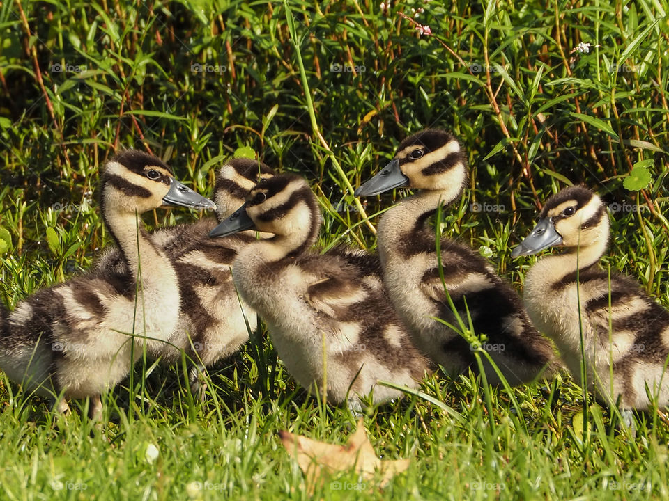 5 Baby whistling Ducks 