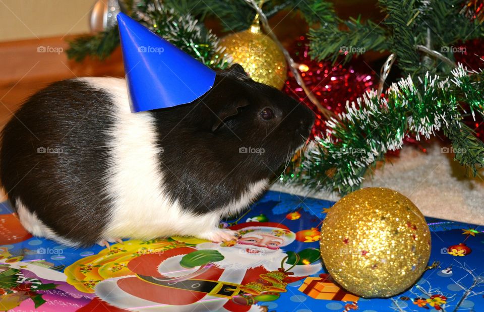 Guinea pig wearing a hat