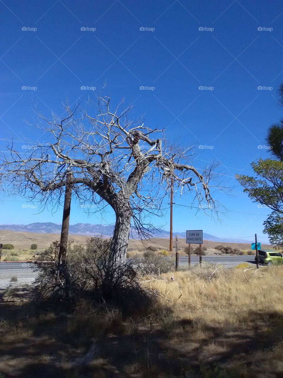 dead tree on the road