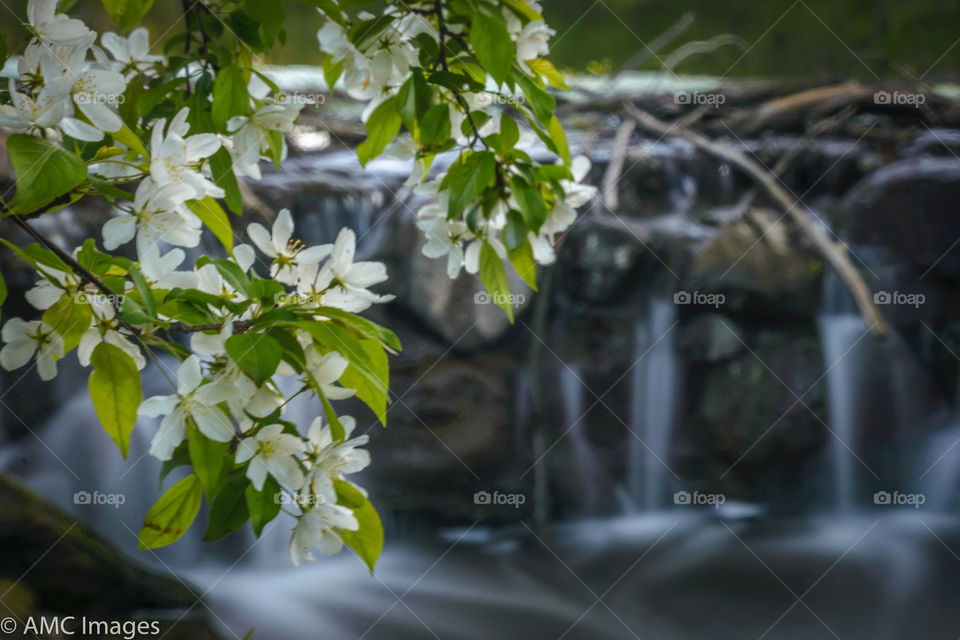 Flowering crabapple with waterfall background