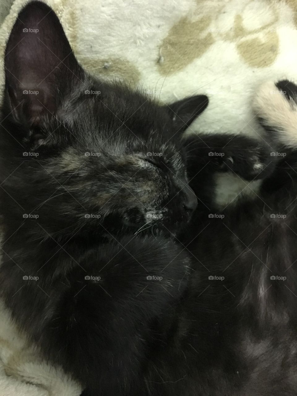 Small calico / tortoise kitten curled up sleeping

