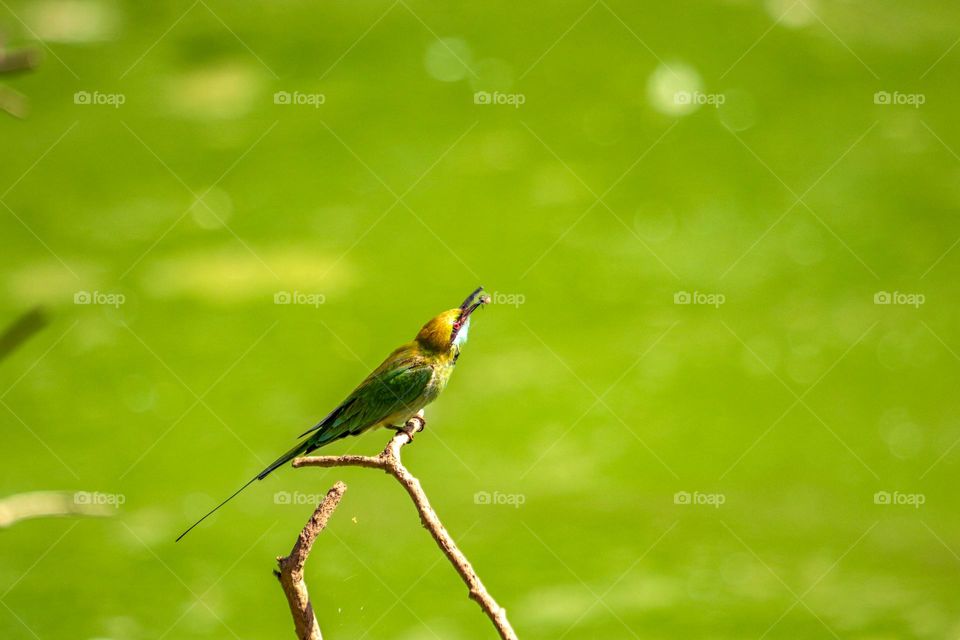 A vibrant Green Bee-eater perched on a slender branch, capturing a tiny insect against a beautifully blurred green background. Nature’s delicate predator in action
