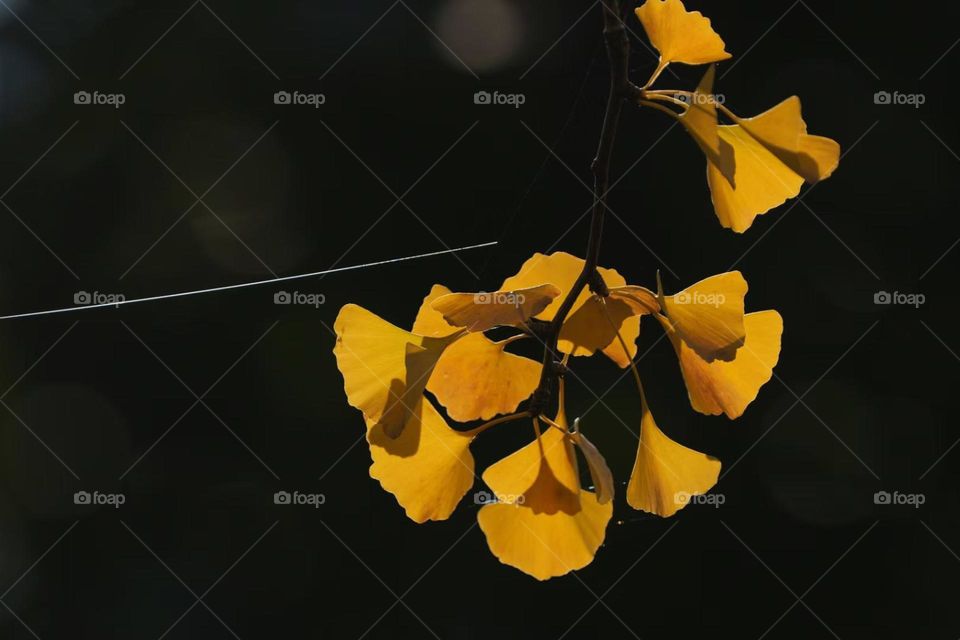 Beautiful colorful leaves 