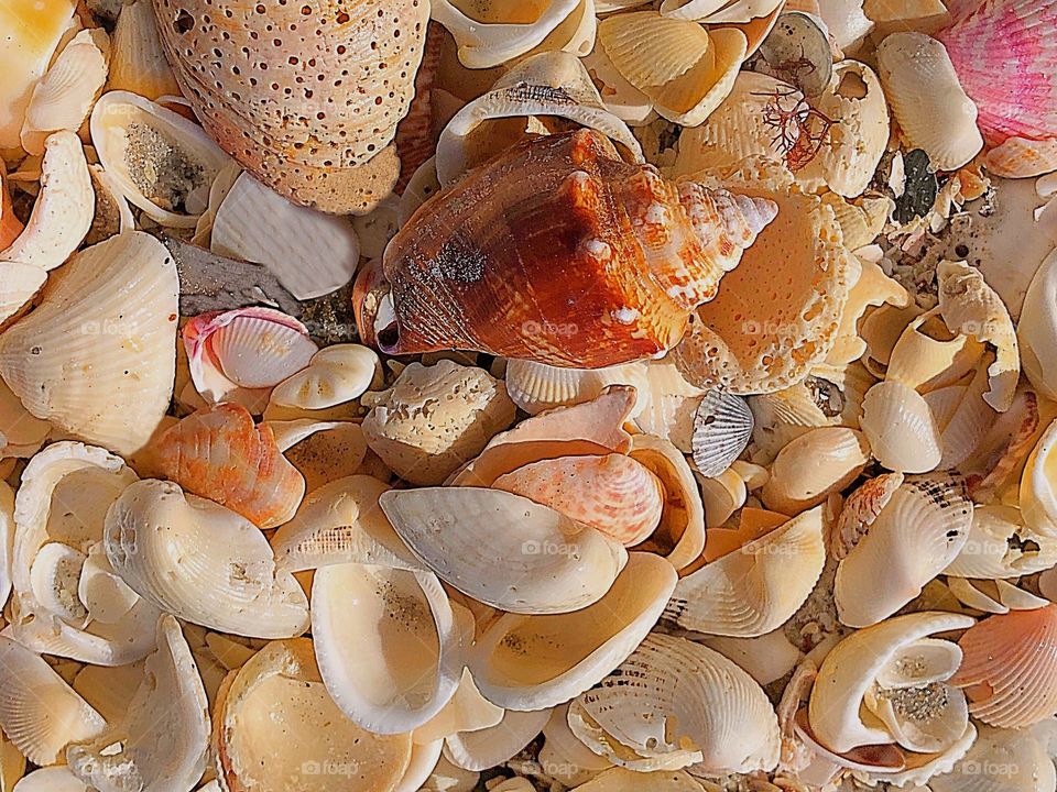 Sanibel Island in Lee Country, Florida- Seashell capital of the world.