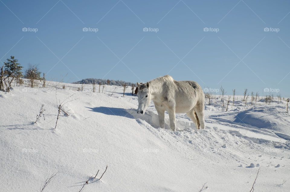 White Horse in the Snow