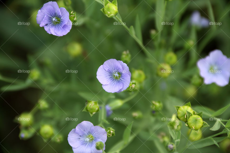 Flaxseed / alsi flower closeup