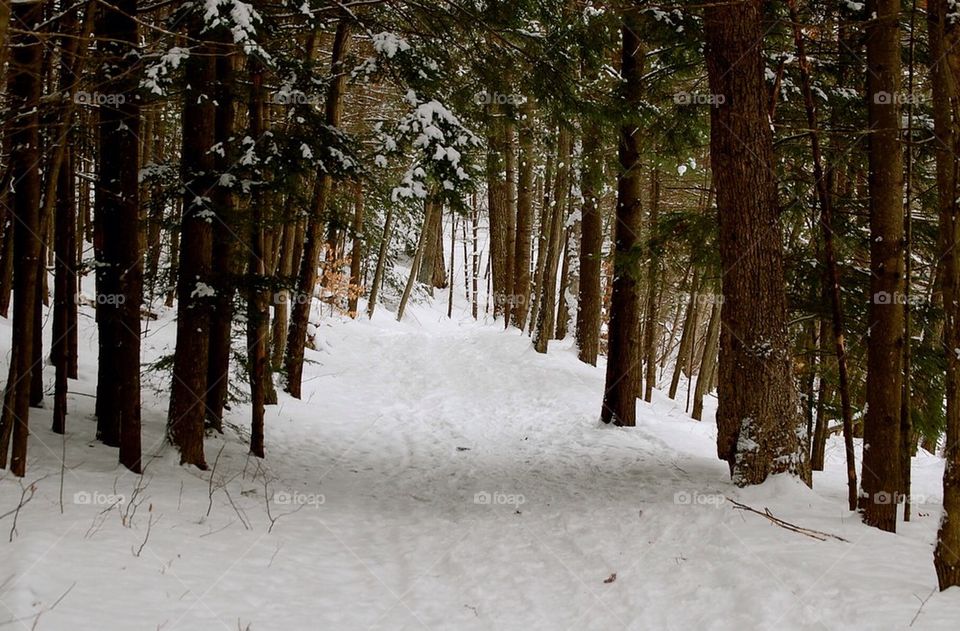 Snowshoe in the woods