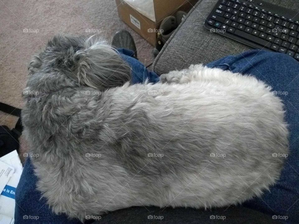 dog laying on lap