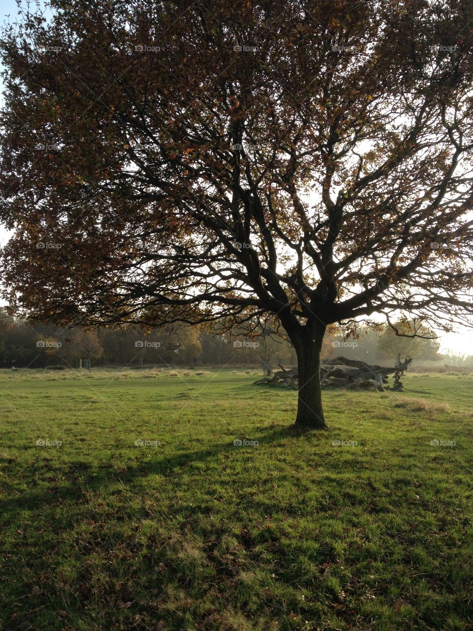 Setting sun - Richmond Park