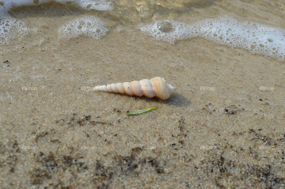 Sea Shells