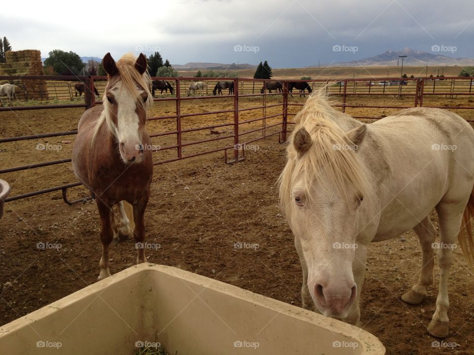 A pair of horses. Horses in Cody, WY