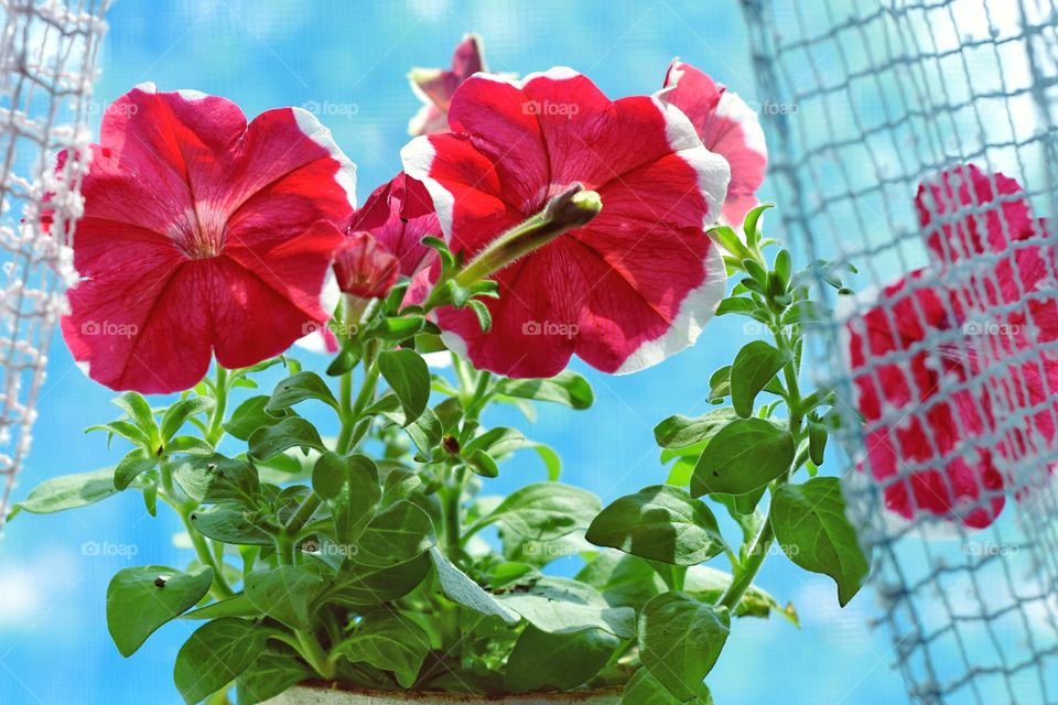 Red petunia on the window. In the background is a blue sky.