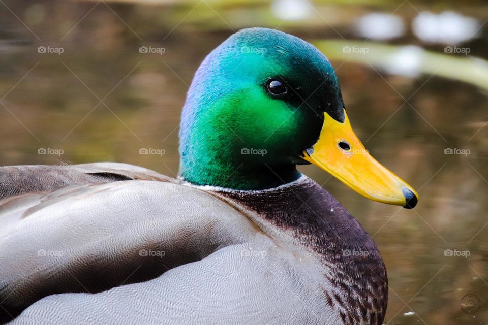 Duck