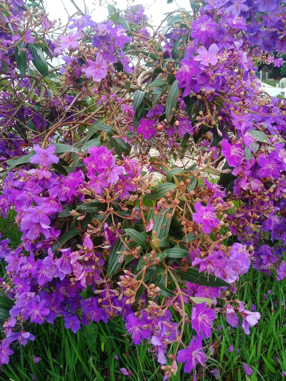 Quaresmeira in a garden, purple flowers