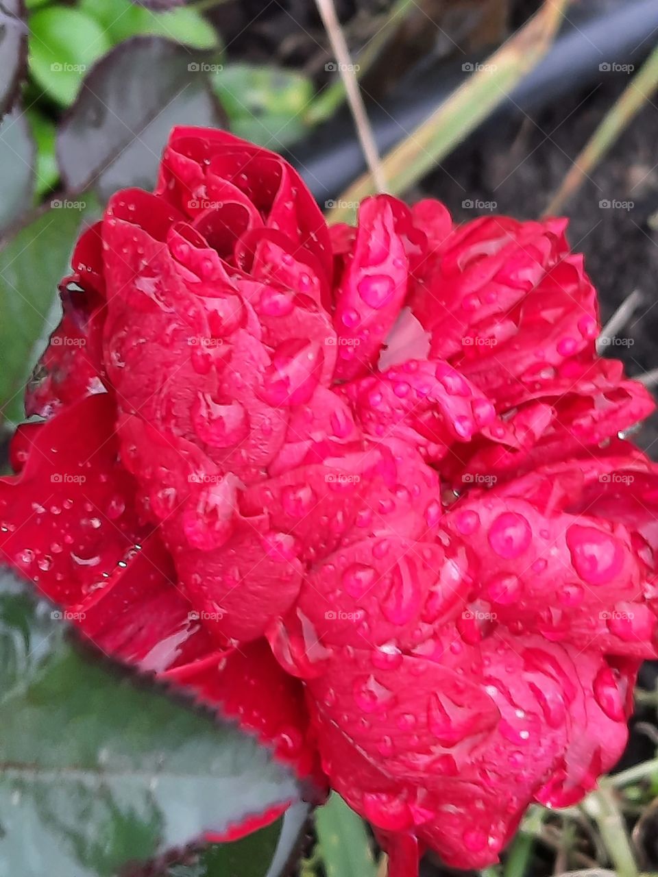 winter garden after frosty night - drops on pink rose