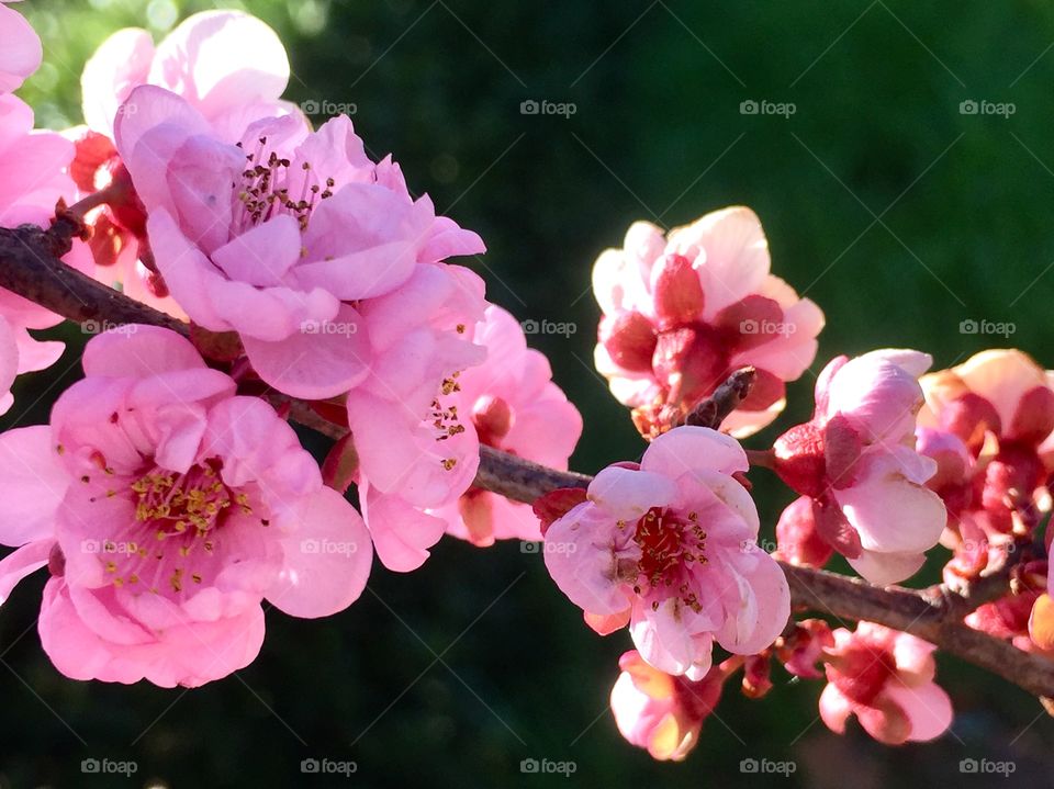 Beautiful spring blooming branch 