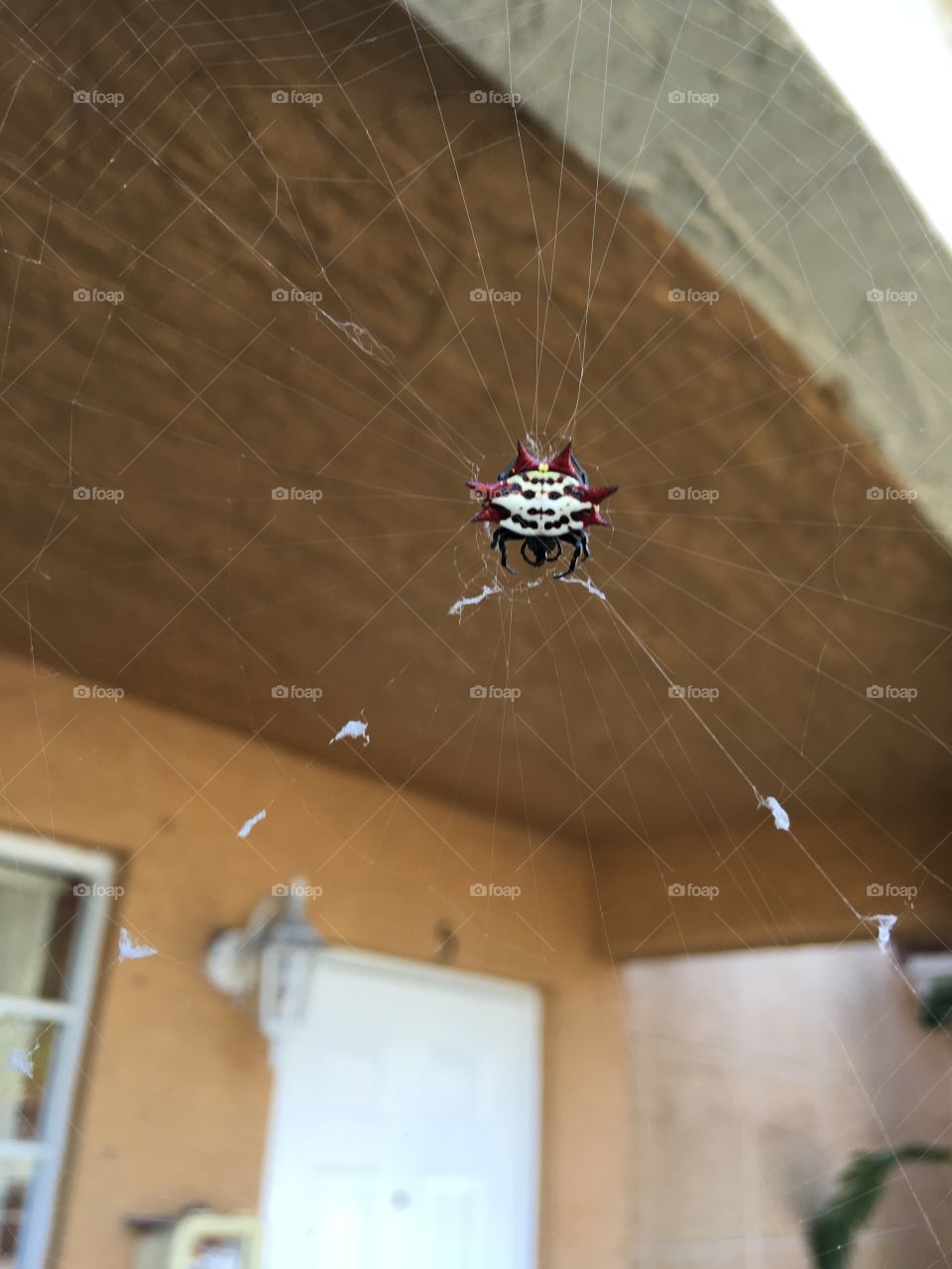 The Itsy Bitsy Spider