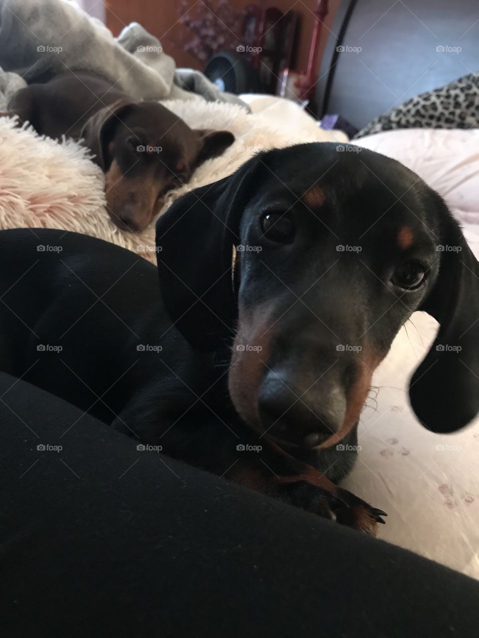 my doxies 