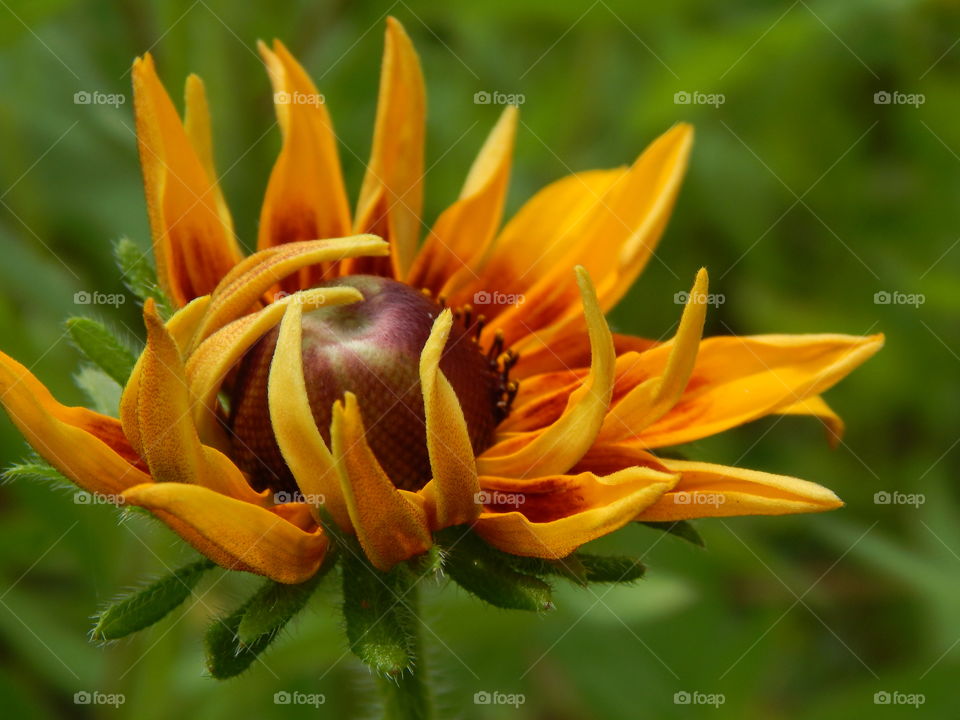 close up of yellow wildflower
