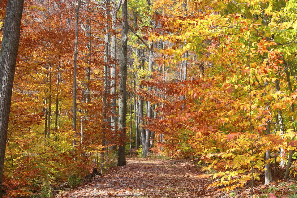 Fall foliage . Hiking Wellsboro