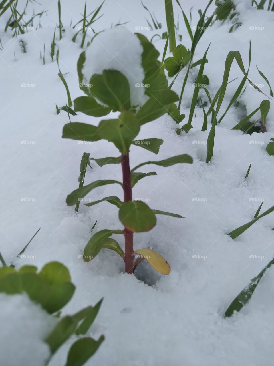 greens in the snow