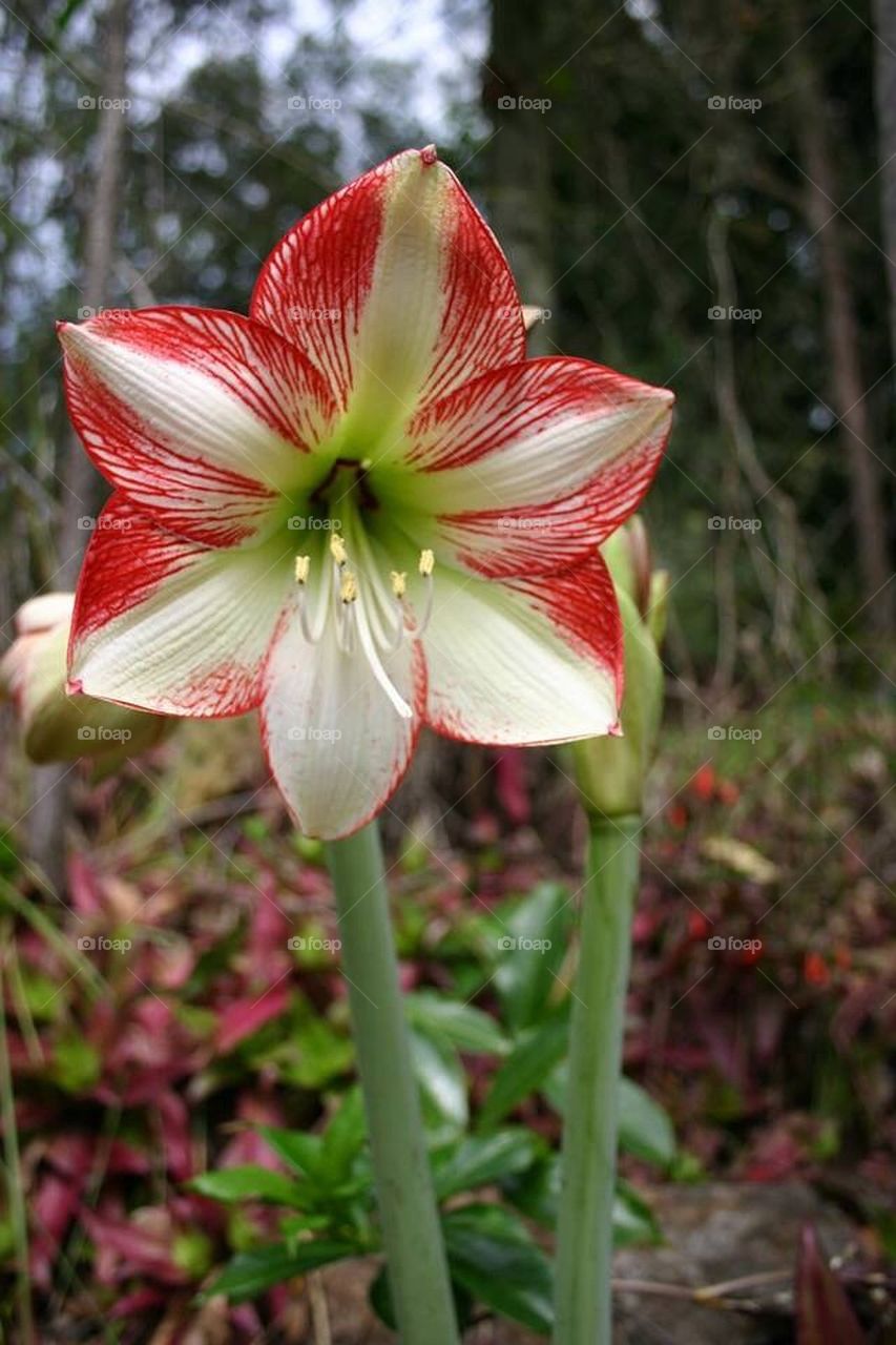 Flower in the garden 