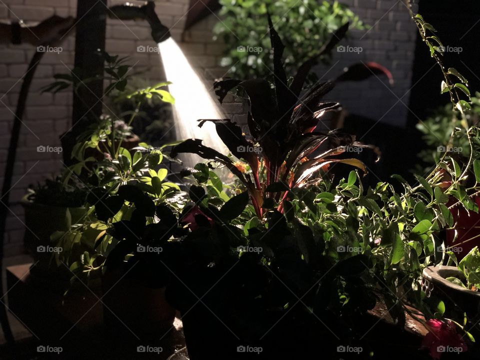 Backlit watering plants at night eerie effect 