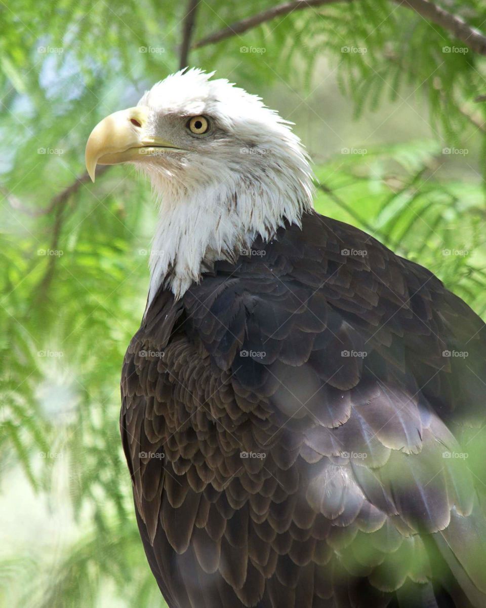 bald eagle