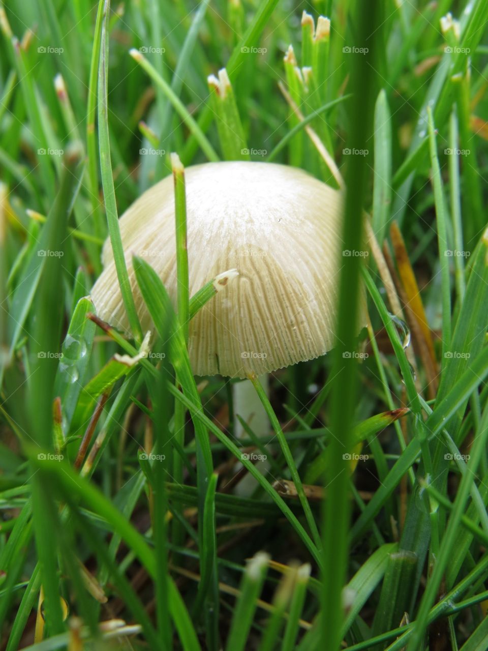 A pretty petite mushroom