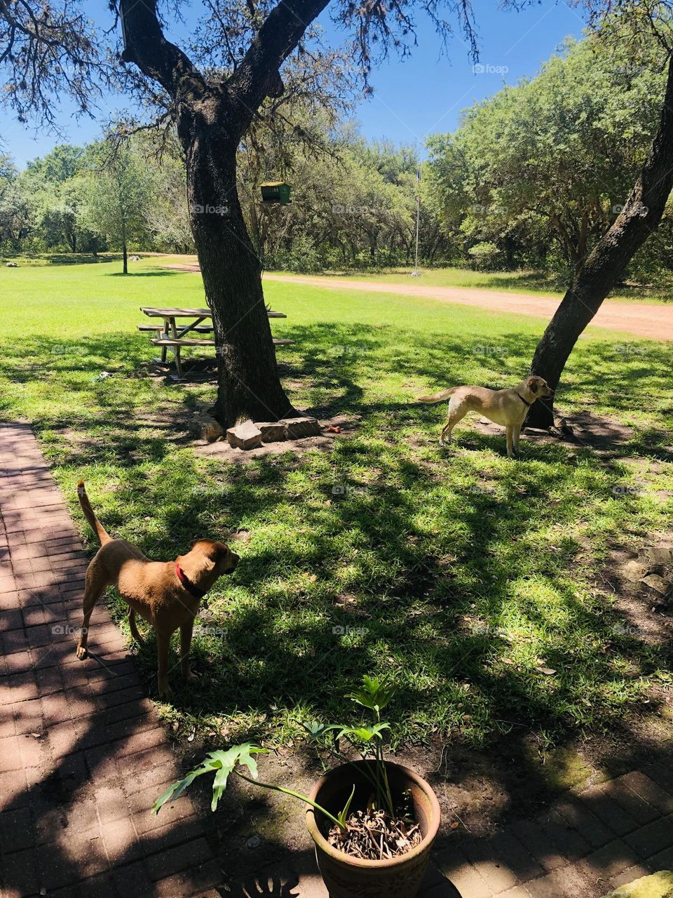 Penny, a rescue 4 years ago, having a play date with her friend at the Texas ranch!