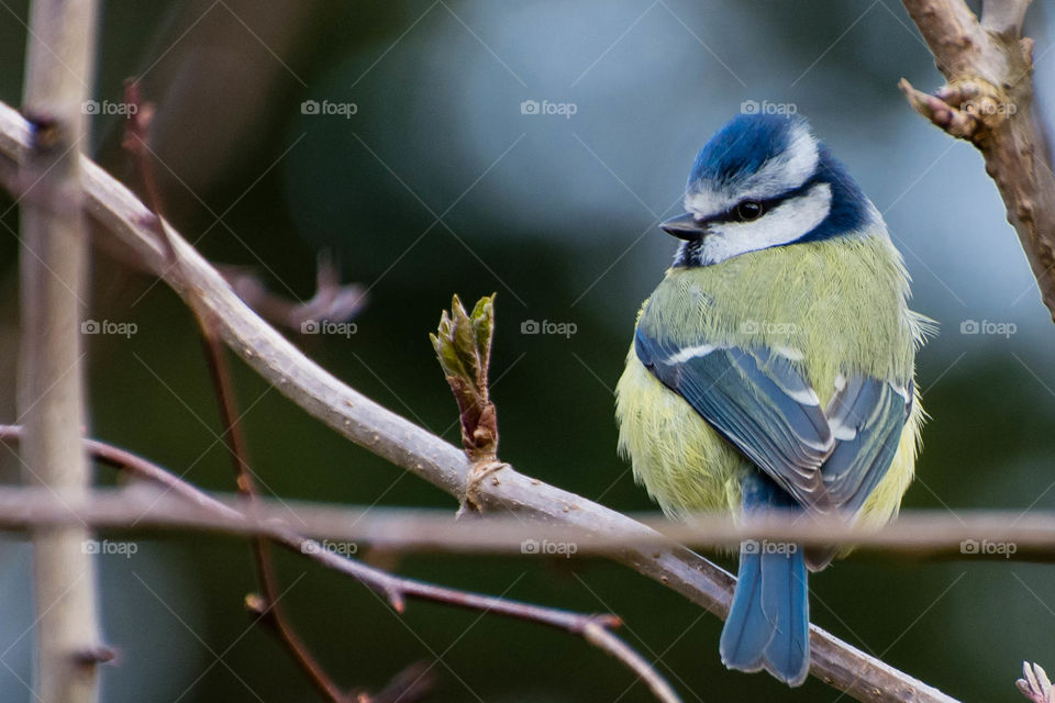 
Bluetit on a branch bird watching cute fluffy sunny day
