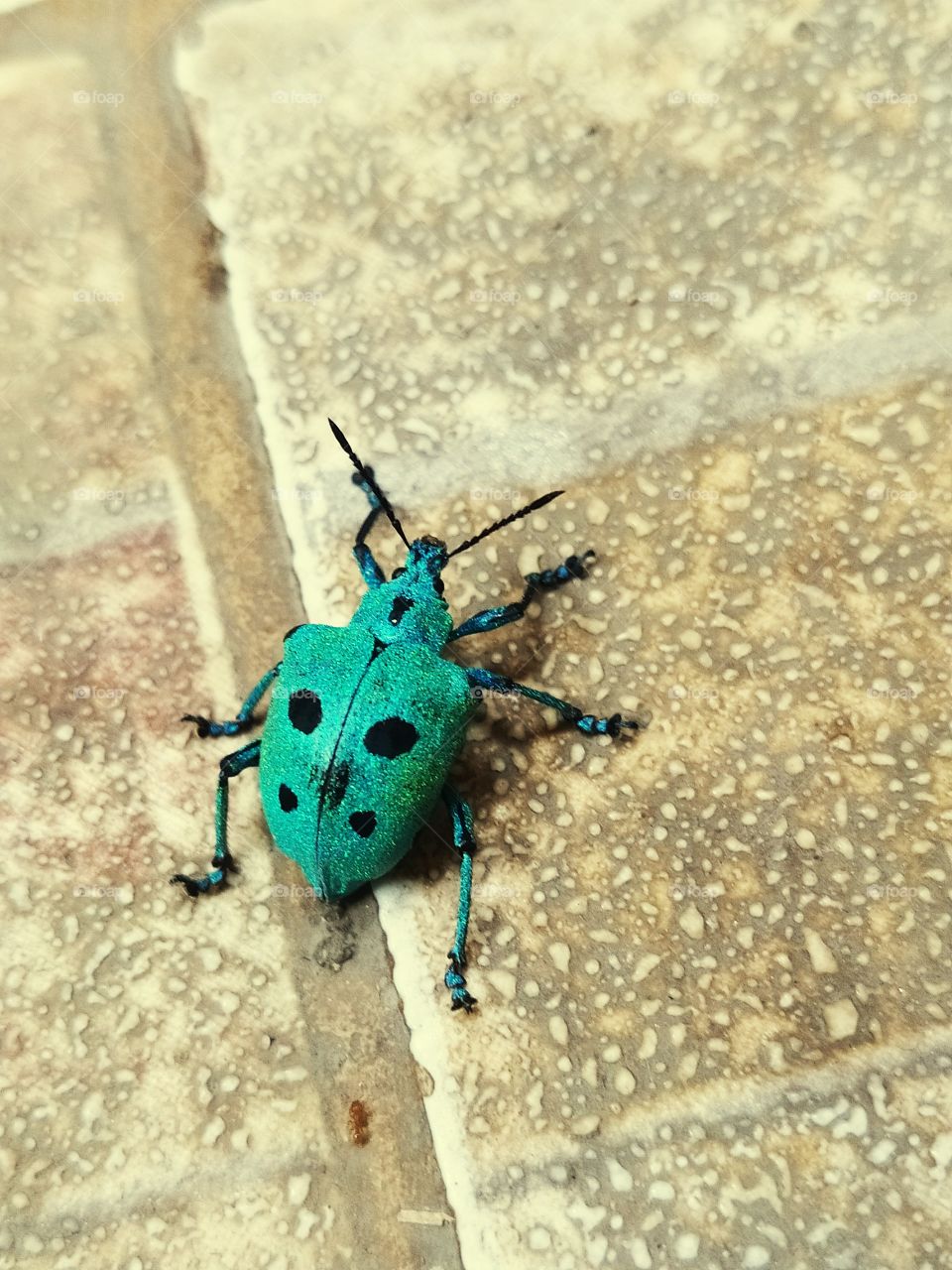 insetos brilhantes que fazem a diferença na natureza