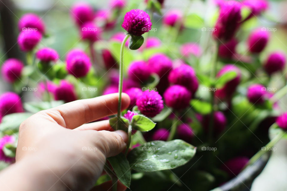 globe amaranth