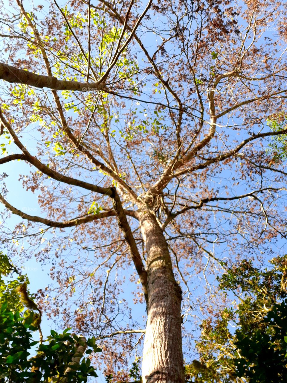 Árvore majestosa, frutinha conhecida popularmente como uva Japão, alegria dos pássaros